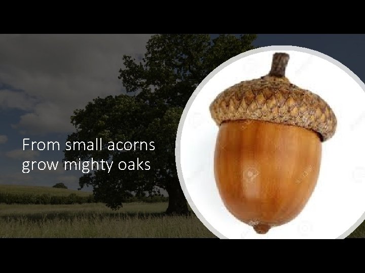 From small acorns grow mighty oaks 