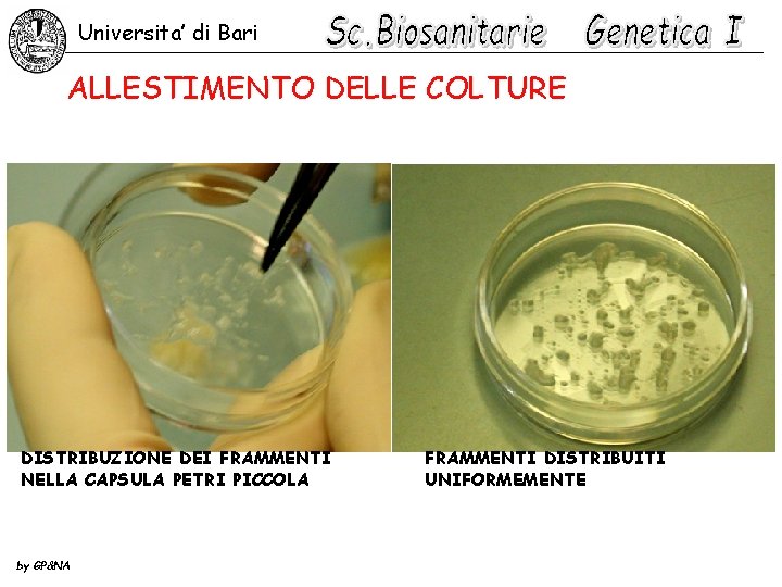 Universita’ di Bari ALLESTIMENTO DELLE COLTURE DISTRIBUZIONE DEI FRAMMENTI NELLA CAPSULA PETRI PICCOLA by