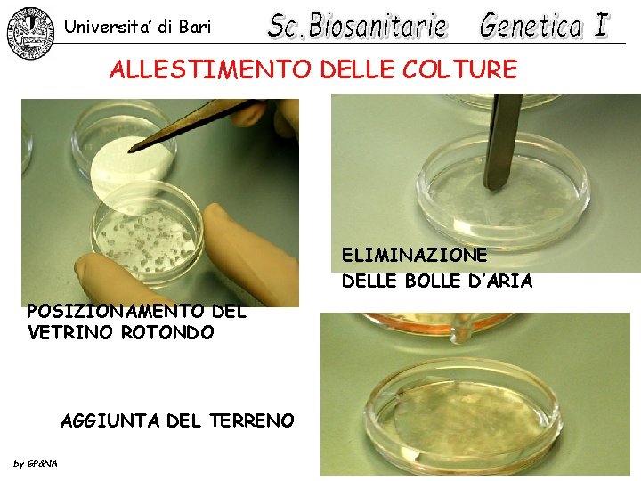 Universita’ di Bari ALLESTIMENTO DELLE COLTURE ELIMINAZIONE DELLE BOLLE D’ARIA POSIZIONAMENTO DEL VETRINO ROTONDO