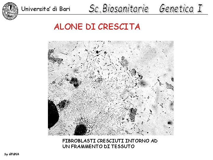 Universita’ di Bari ALONE DI CRESCITA FIBROBLASTI CRESCIUTI INTORNO AD UN FRAMMENTO DI TESSUTO