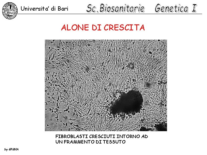 Universita’ di Bari ALONE DI CRESCITA FIBROBLASTI CRESCIUTI INTORNO AD UN FRAMMENTO DI TESSUTO