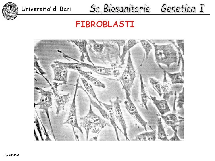 Universita’ di Bari FIBROBLASTI by GP&NA 