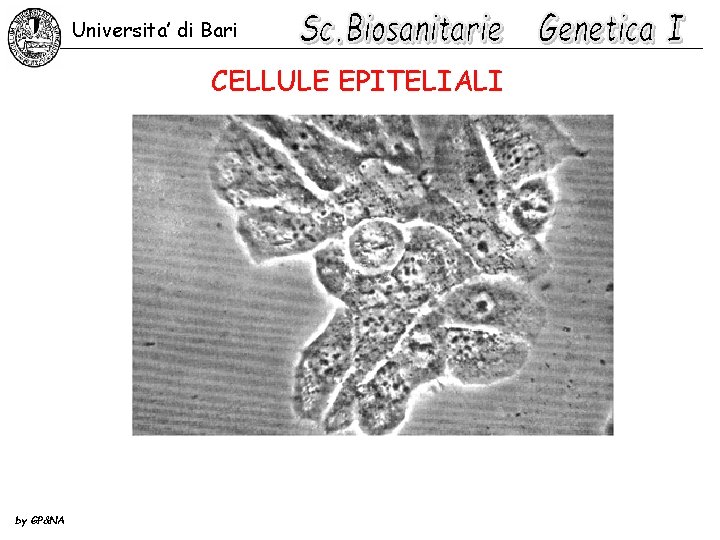 Universita’ di Bari CELLULE EPITELIALI by GP&NA 