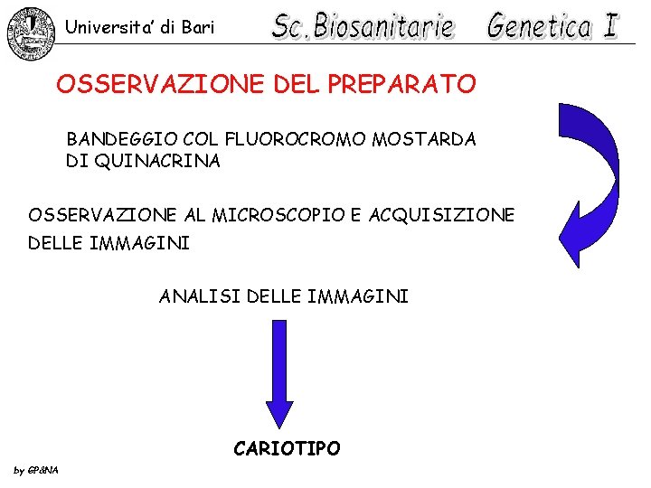 Universita’ di Bari OSSERVAZIONE DEL PREPARATO BANDEGGIO COL FLUOROCROMO MOSTARDA DI QUINACRINA OSSERVAZIONE AL