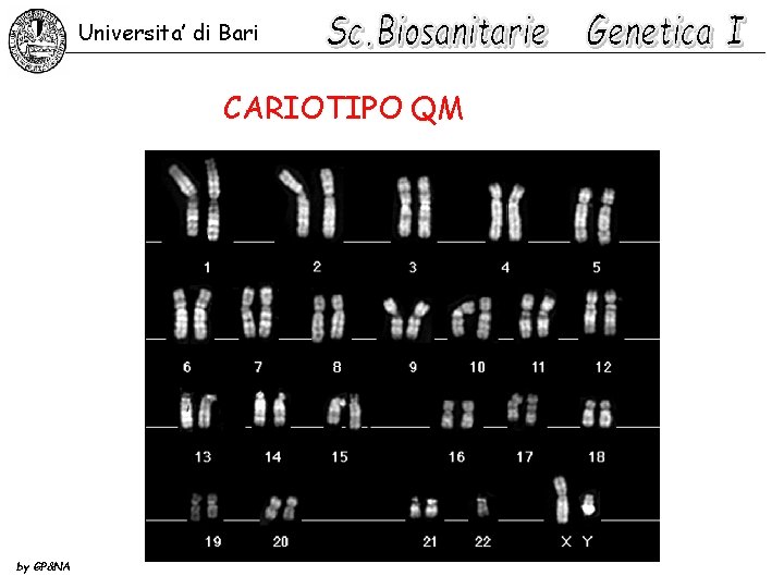 Universita’ di Bari CARIOTIPO QM by GP&NA 