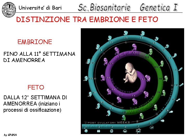 Universita’ di Bari DISTINZIONE TRA EMBRIONE E FETO EMBRIONE FINO ALLA 11° SETTIMANA DI