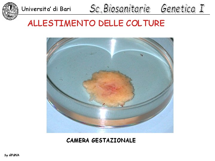 Universita’ di Bari ALLESTIMENTO DELLE COLTURE CAMERA GESTAZIONALE by GP&NA 