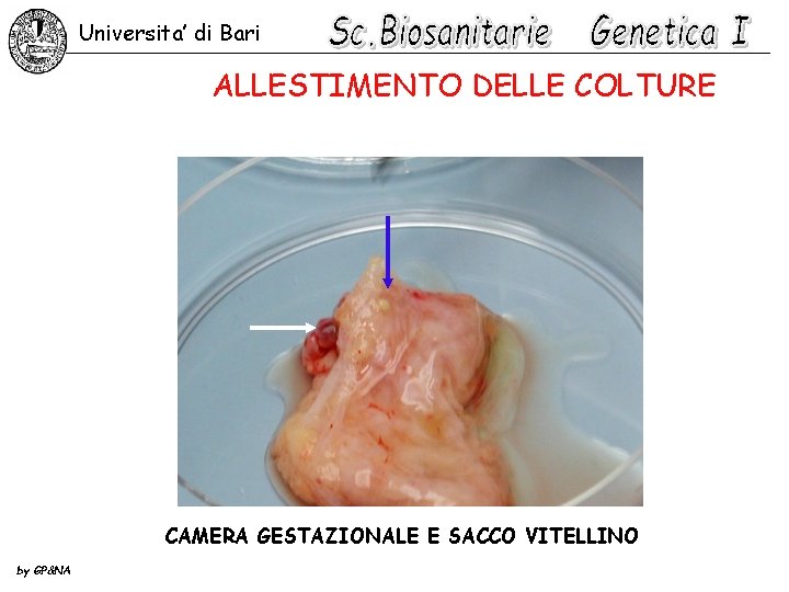 Universita’ di Bari ALLESTIMENTO DELLE COLTURE CAMERA GESTAZIONALE E SACCO VITELLINO by GP&NA 