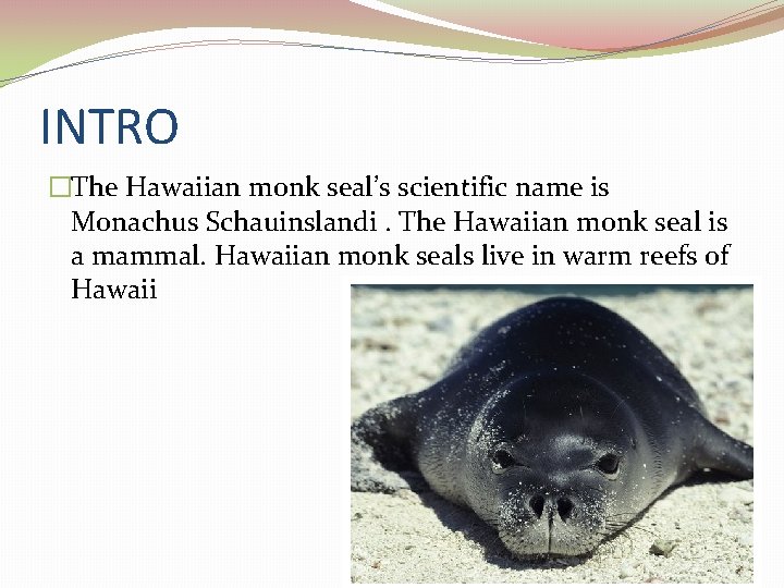 INTRO �The Hawaiian monk seal’s scientific name is Monachus Schauinslandi. The Hawaiian monk seal