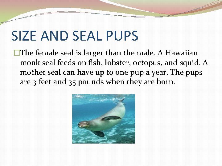 SIZE AND SEAL PUPS �The female seal is larger than the male. A Hawaiian
