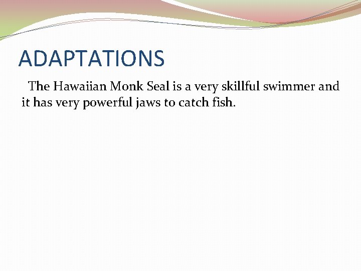 ADAPTATIONS The Hawaiian Monk Seal is a very skillful swimmer and it has very