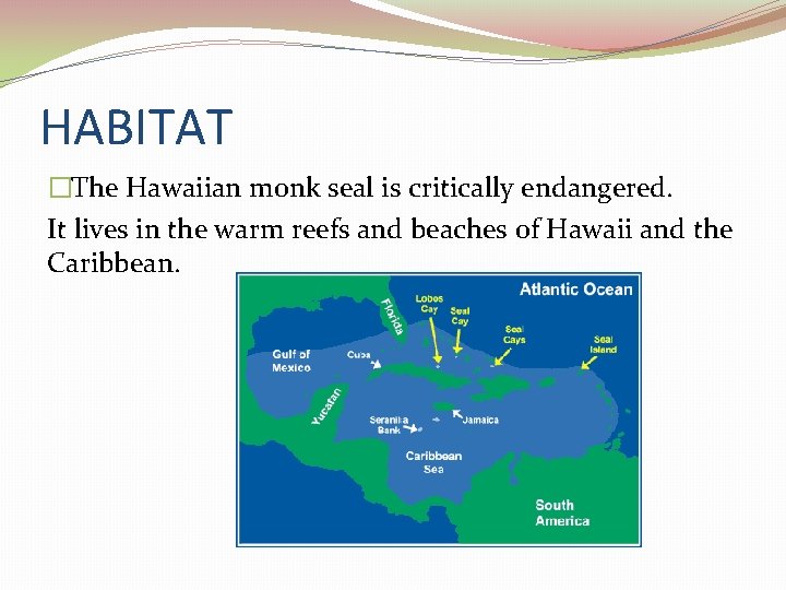 HABITAT �The Hawaiian monk seal is critically endangered. It lives in the warm reefs