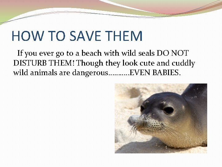 HOW TO SAVE THEM If you ever go to a beach with wild seals