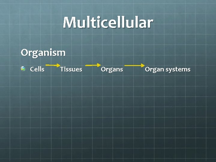 Multicellular Organism Cells Tissues Organ systems 