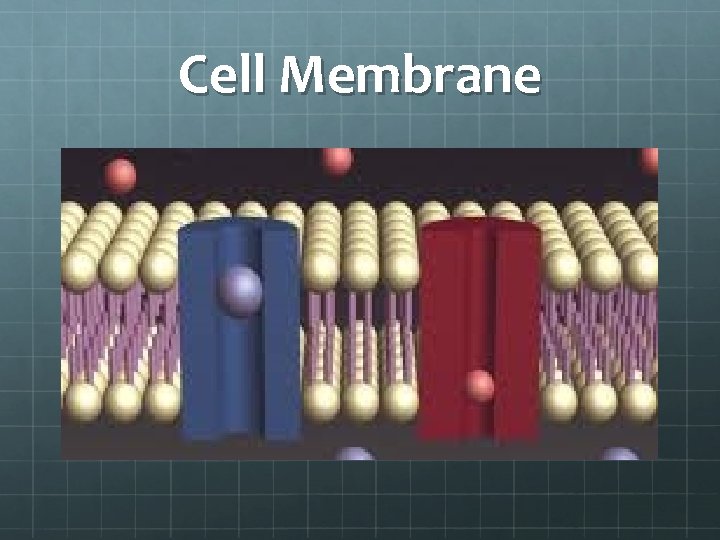 Cell Membrane 