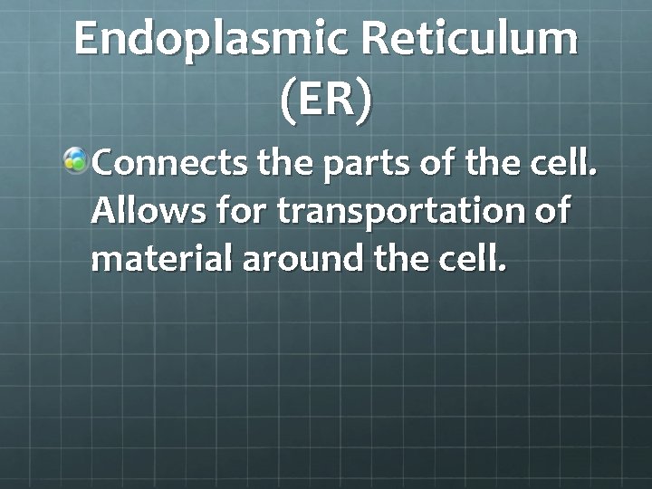 Endoplasmic Reticulum (ER) Connects the parts of the cell. Allows for transportation of material