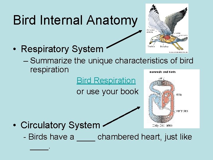 Bird Internal Anatomy • Respiratory System – Summarize the unique characteristics of bird respiration