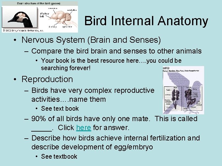 Bird Internal Anatomy • Nervous System (Brain and Senses) – Compare the bird brain