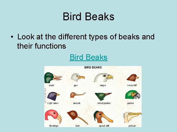 Bird Beaks • Look at the different types of beaks and their functions Bird