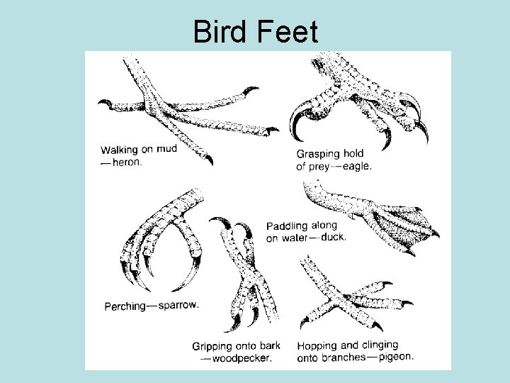 Bird Feet 