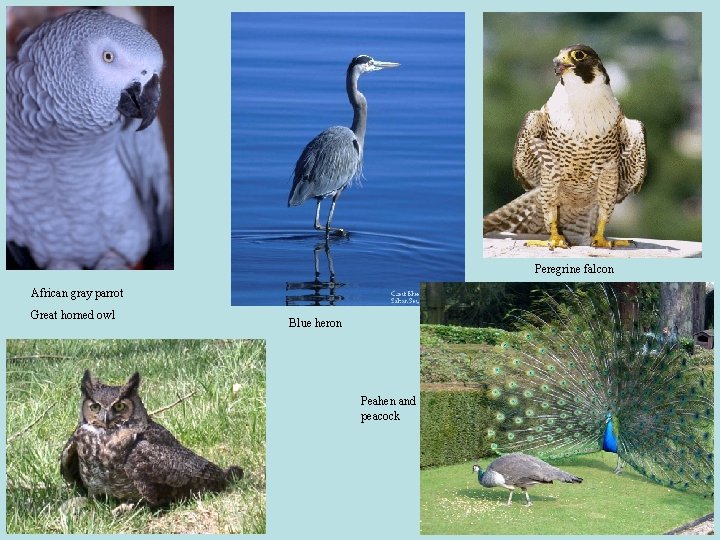 Peregrine falcon African gray parrot Great horned owl Blue heron Peahen and peacock 