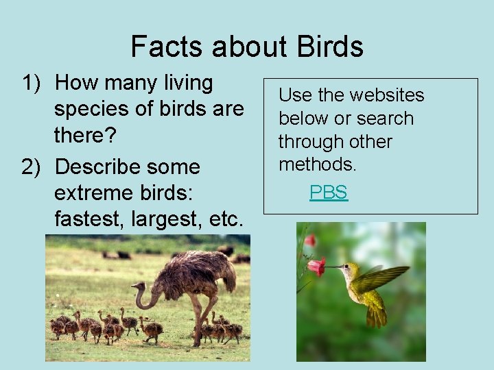 Facts about Birds 1) How many living species of birds are there? 2) Describe