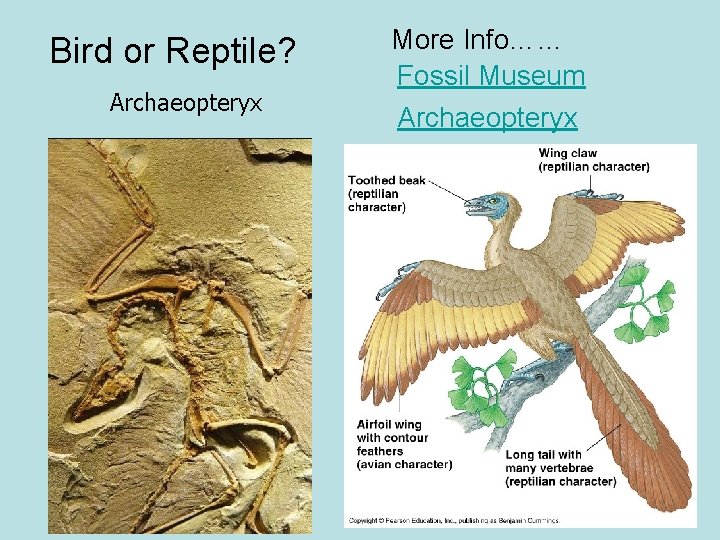 Bird or Reptile? Archaeopteryx More Info…… Fossil Museum Archaeopteryx 