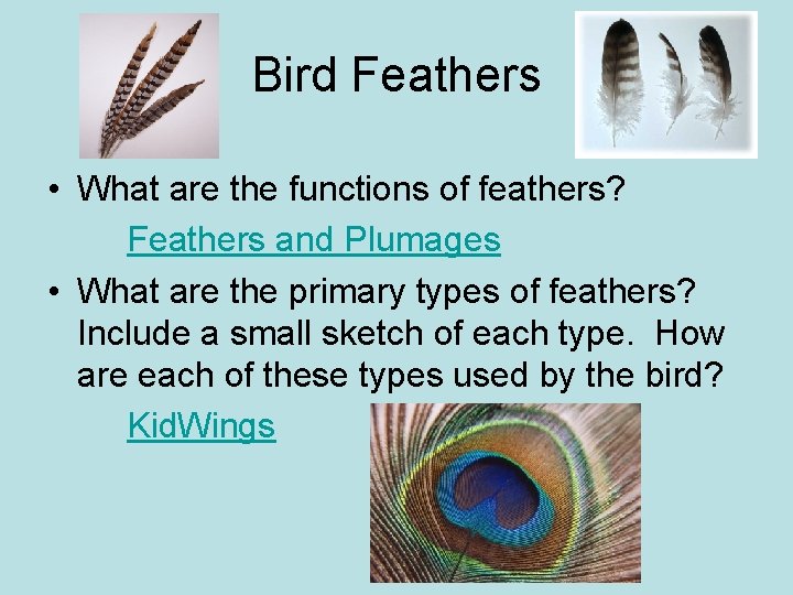 Bird Feathers • What are the functions of feathers? Feathers and Plumages • What