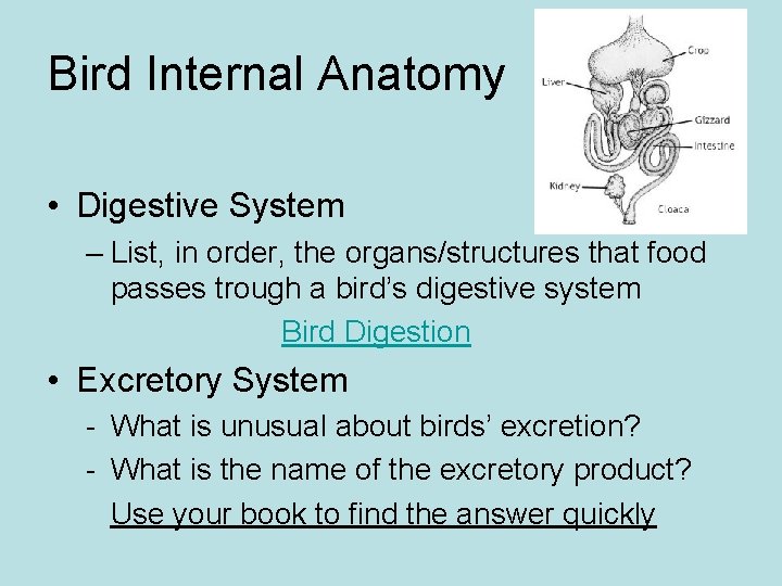 Bird Internal Anatomy • Digestive System – List, in order, the organs/structures that food