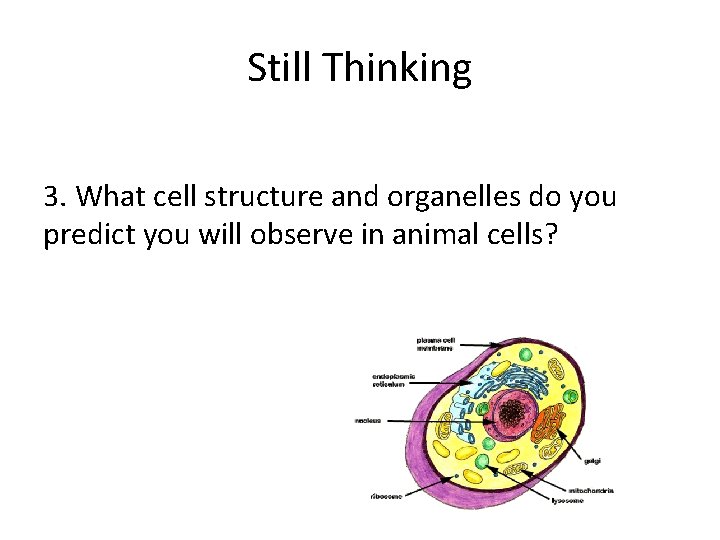 Still Thinking 3. What cell structure and organelles do you predict you will observe