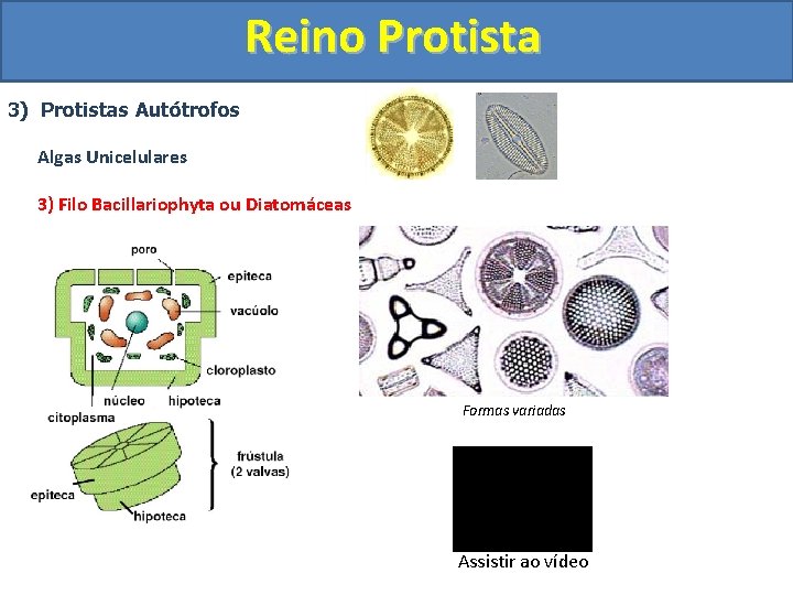 Reino Protista 3) Protistas Autótrofos Algas Unicelulares 3) Filo Bacillariophyta ou Diatomáceas. Formas variadas