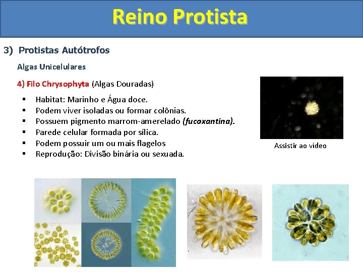 Reino Protista 3) Protistas Autótrofos Algas Unicelulares 4) Filo Chrysophyta (Algas Douradas) § §