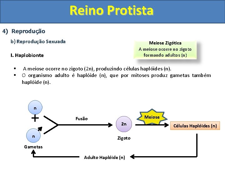 Reino Protista 4) Reprodução b) Reprodução Sexuada Meiose Zigótica A meiose ocorre no zigoto