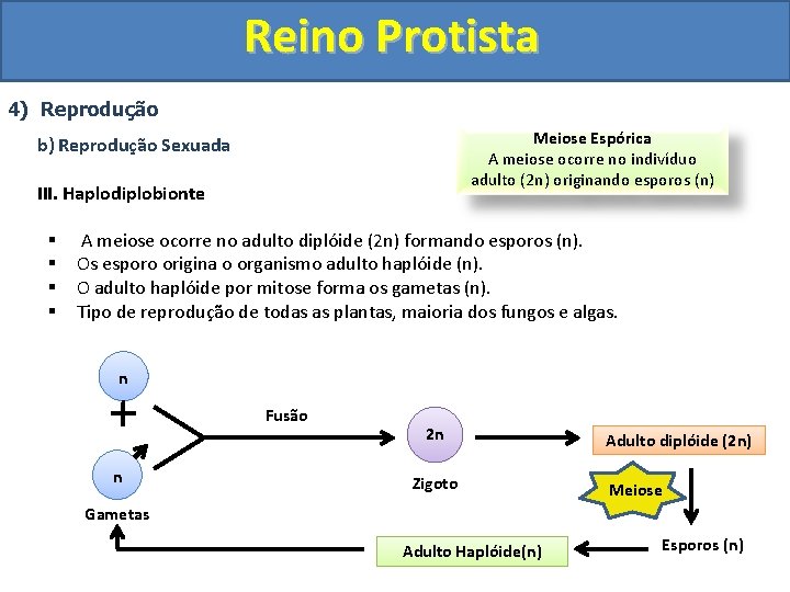 Reino Protista 4) Reprodução Meiose Espórica A meiose ocorre no indivíduo adulto (2 n)