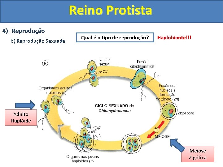 Reino Protista 4) Reprodução b) Reprodução Sexuada Qual é o tipo de reprodução? Haplobionte!!!