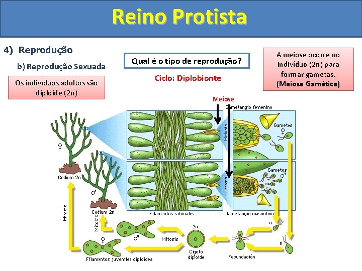 Reino Protista 4) Reprodução b) Reprodução Sexuada Os indivíduos adultos são diplóide (2 n)