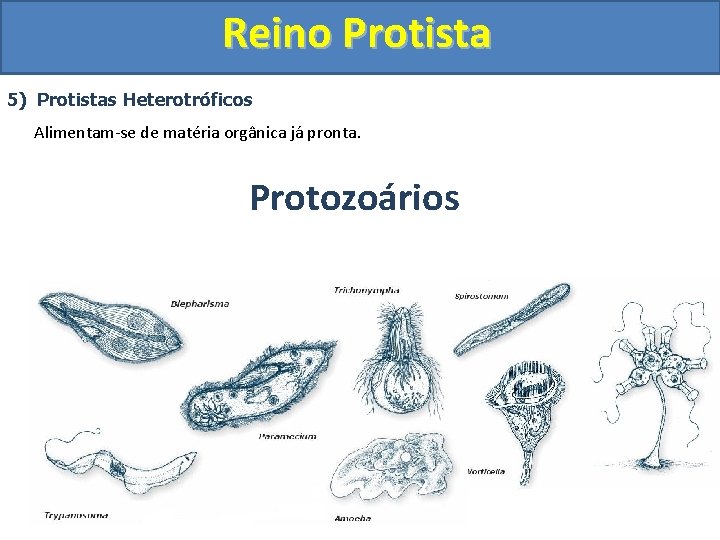 Reino Protista 5) Protistas Heterotróficos Alimentam-se de matéria orgânica já pronta. Protozoários 