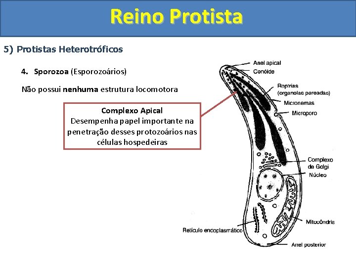 Reino Protista 5) Protistas Heterotróficos 4. Sporozoa (Esporozoários) Não possui nenhuma estrutura locomotora Complexo