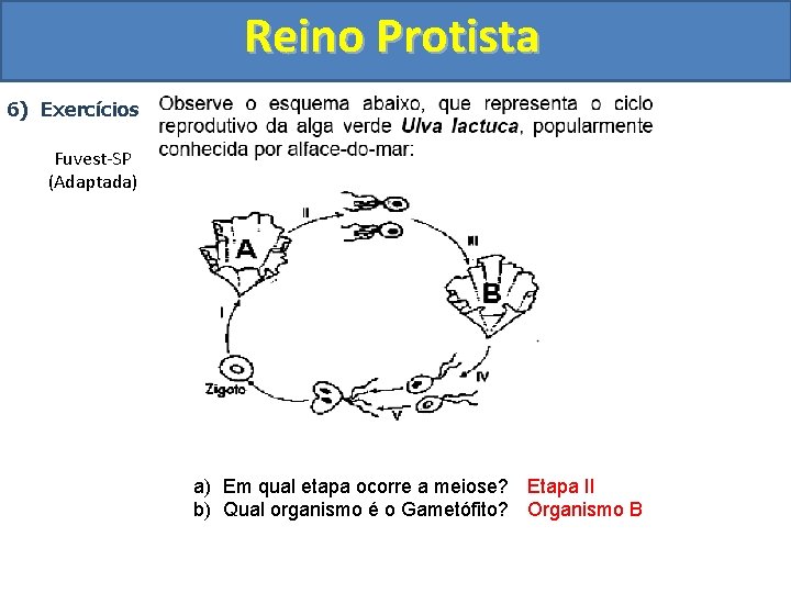 Reino Protista 6) Exercícios Fuvest-SP (Adaptada) a) Em qual etapa ocorre a meiose? Etapa