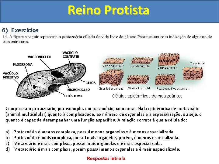 Reino Protista 6) Exercícios Células epidérmicas de metazoários. Compare um protozoário, por exemplo, um