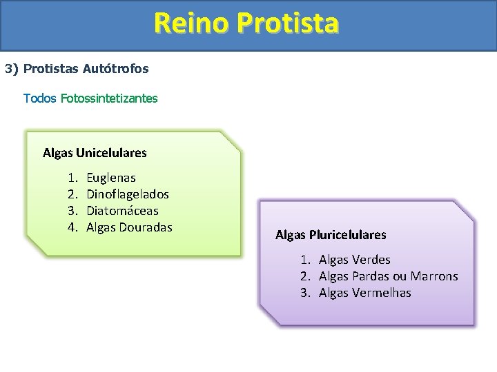 Reino Protista 3) Protistas Autótrofos Todos Fotossintetizantes Algas Unicelulares 1. 2. 3. 4. Euglenas