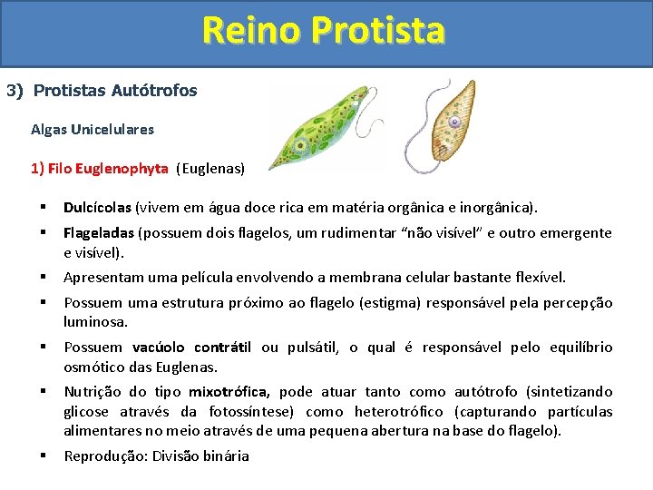 Reino Protista 3) Protistas Autótrofos Algas Unicelulares 1) Filo Euglenophyta (Euglenas) § § Dulcícolas