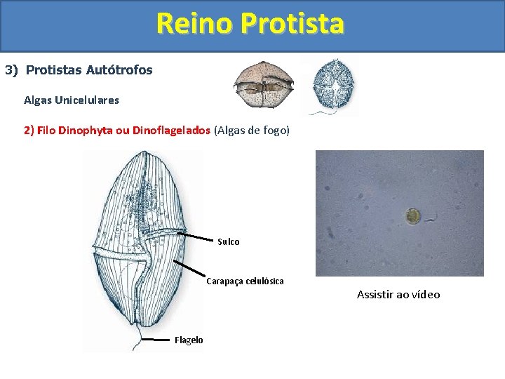 Reino Protista 3) Protistas Autótrofos Algas Unicelulares 2) Filo Dinophyta ou Dinoflagelados (Algas de
