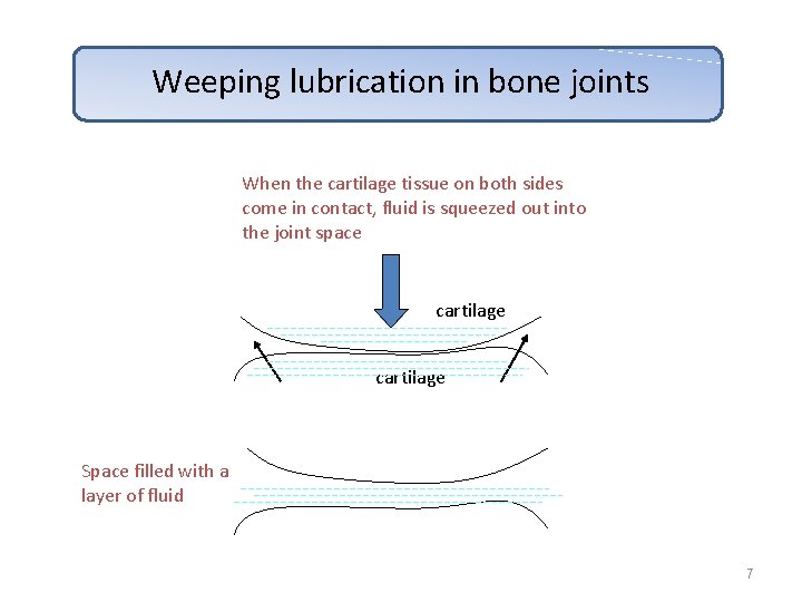 Weeping lubrication in bone joints When the cartilage tissue on both sides come in