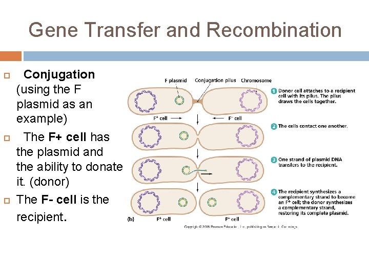 Gene Transfer and Recombination Conjugation (using the F plasmid as an example) The F+