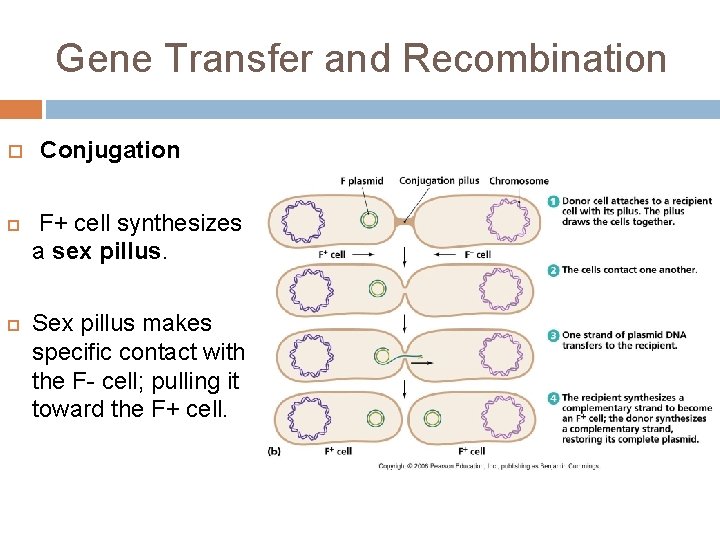 Gene Transfer and Recombination Conjugation F+ cell synthesizes a sex pillus. Sex pillus makes