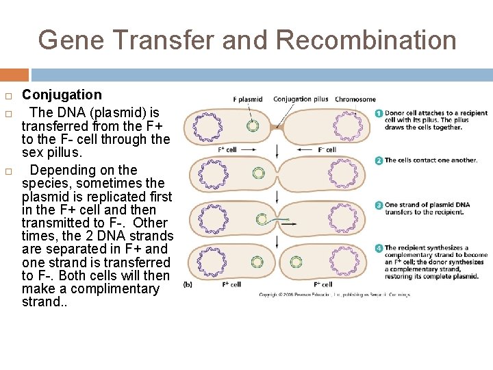 Gene Transfer and Recombination Conjugation The DNA (plasmid) is transferred from the F+ to