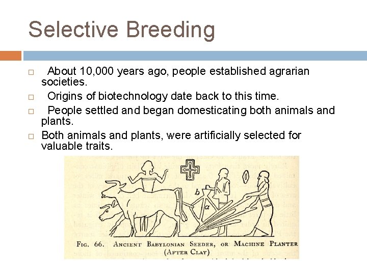 Selective Breeding About 10, 000 years ago, people established agrarian societies. Origins of biotechnology