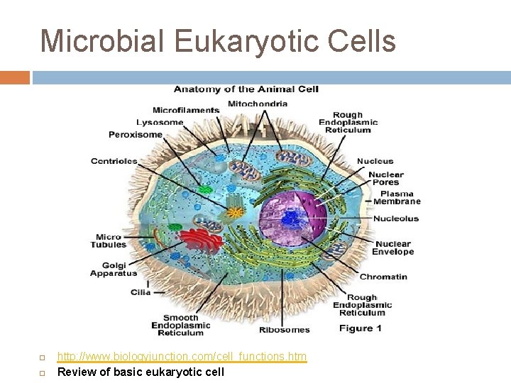 Microbial Eukaryotic Cells http: //www. biologyjunction. com/cell_functions. htm Review of basic eukaryotic cell 