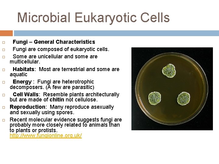 Microbial Eukaryotic Cells Fungi – General Characteristics Fungi are composed of eukaryotic cells. Some